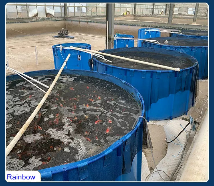 Multiple blue collapsible fish water tanks filled with fish in a greenhouse, with pipes for water circulation, ideal for aquaculture and fish farming systems.